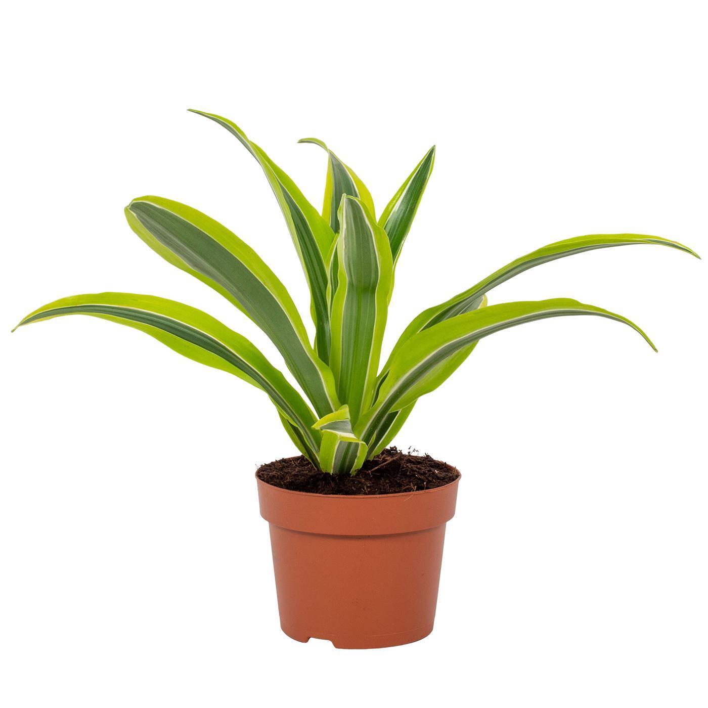 Dracaena Lemon Lime