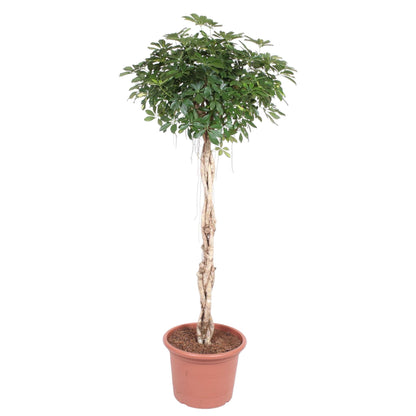 Schefflera Arboricola Compacta geflochtener Stamm