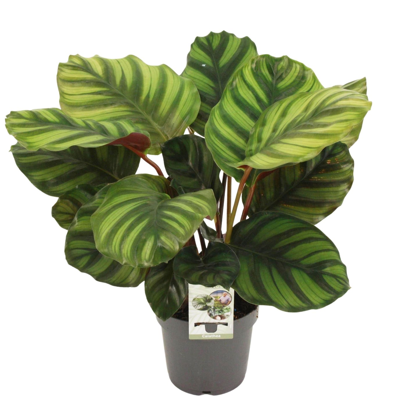 Calathea Fasciata