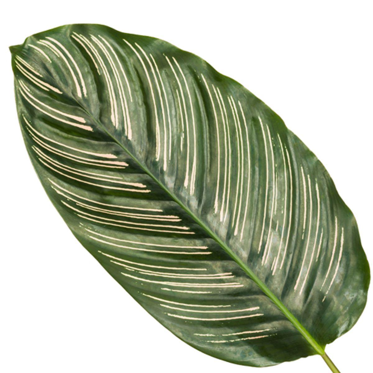 Calathea Sanderiana