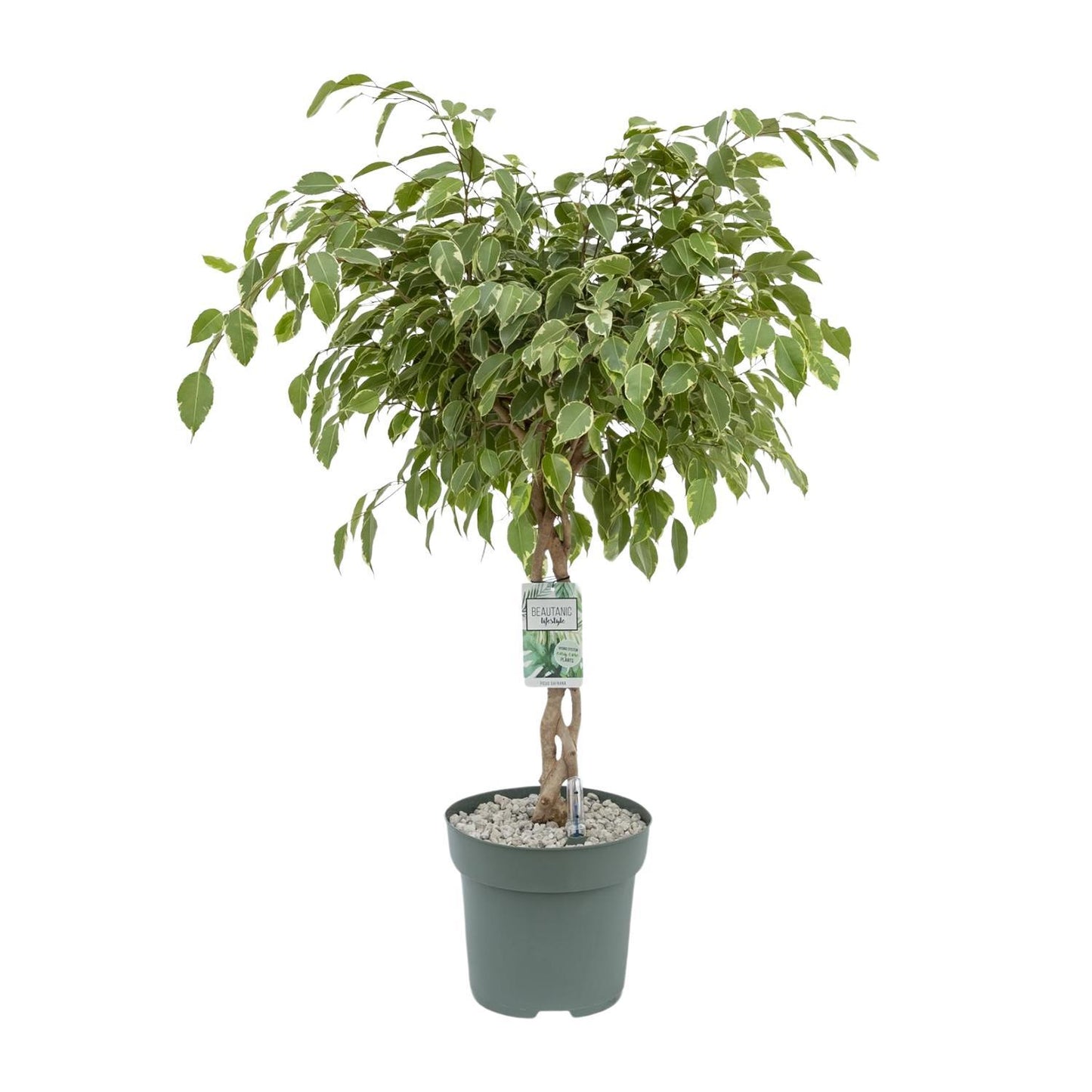 Ficus Safrana Golden King