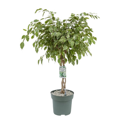 Ficus Safrana Golden King