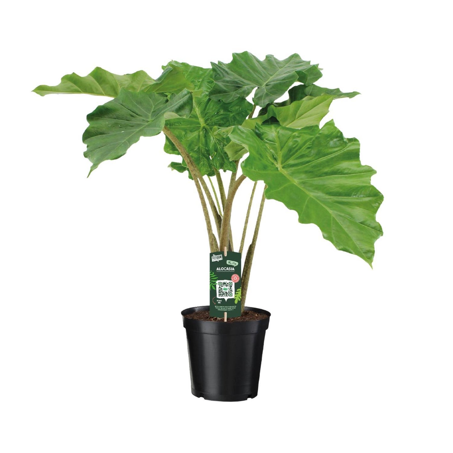 Alocasia Portodora