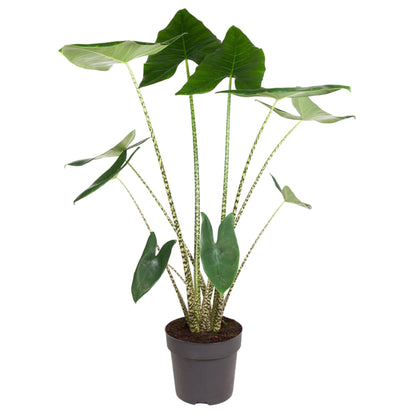 Alocasia Zebrina