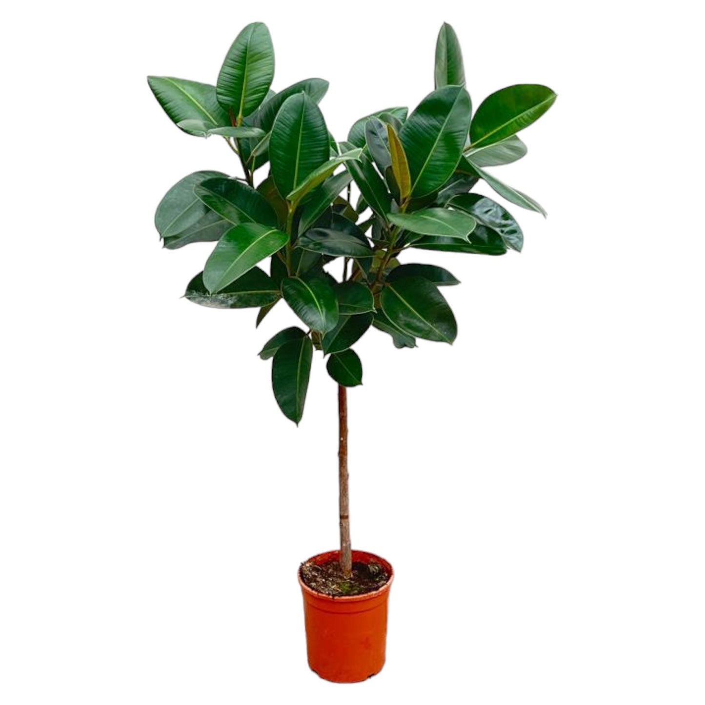 Ficus Elastica Robusta am Stiel