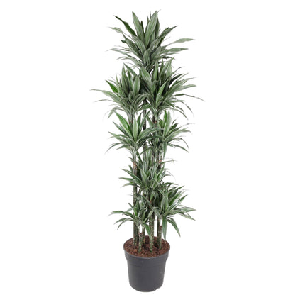 Dracaena Warneckei Carrousel