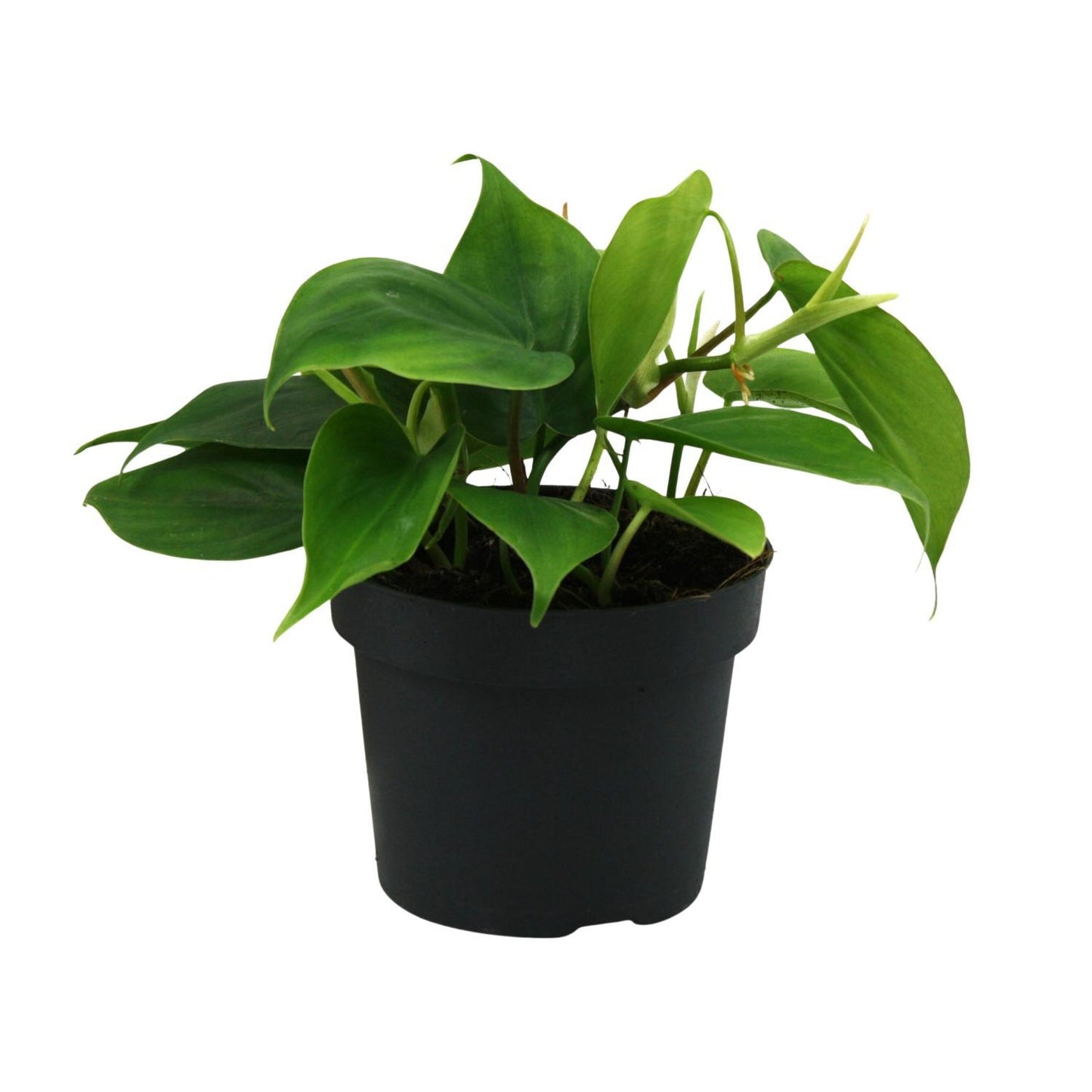 Philodendron Scandens