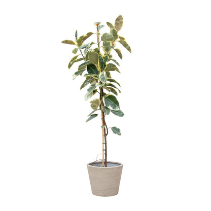 Ficus Tineke auf Stamm