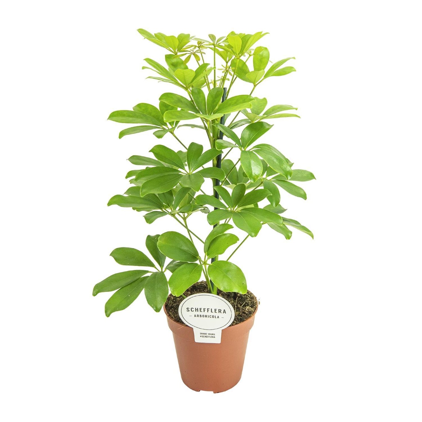 Schefflera Nora