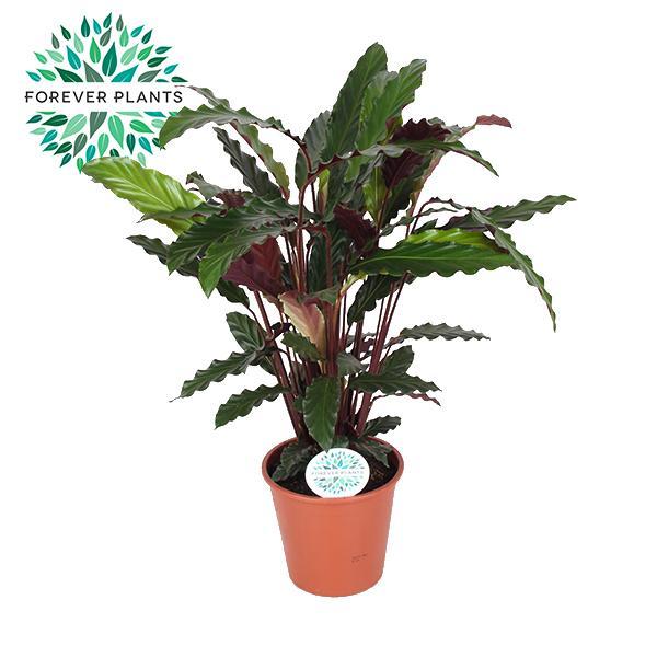 Calathea Rufibarba