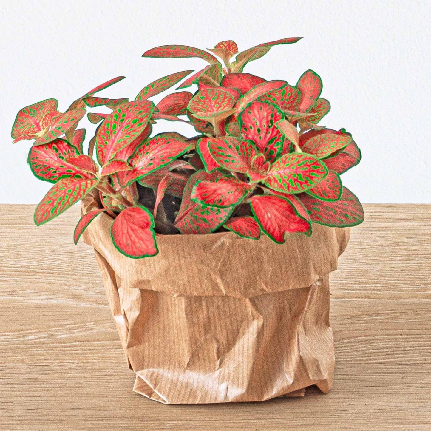 Fittonia Orange - Pink - Ruby Lime - Mosaikpflanze