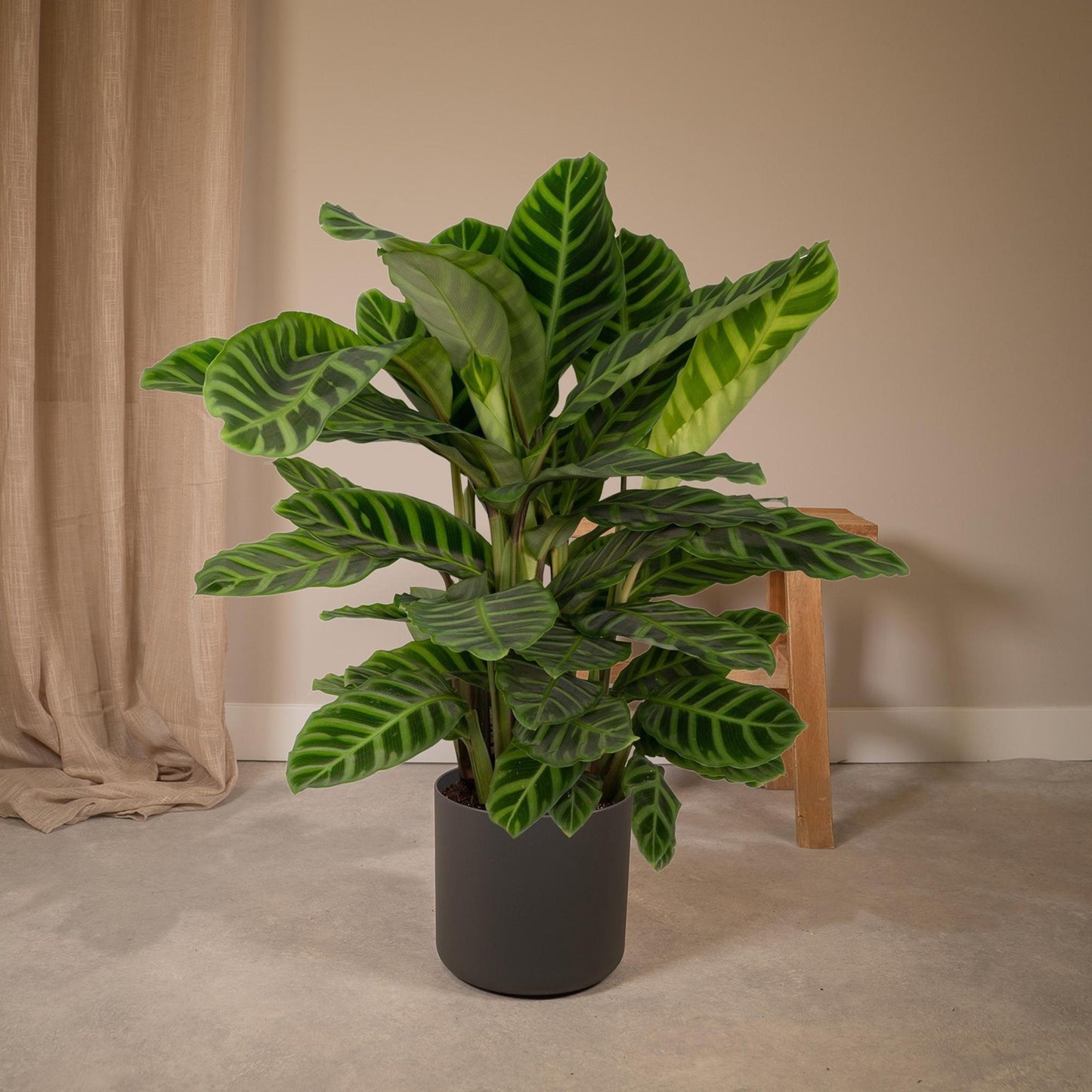 Calathea Zebrina - Pauwenplant