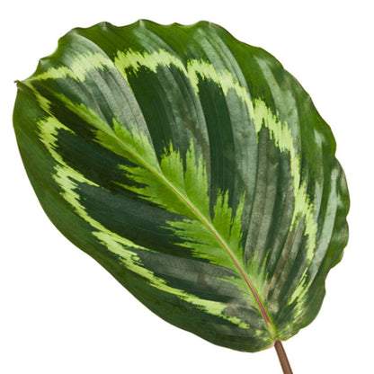 Calathea Medallion