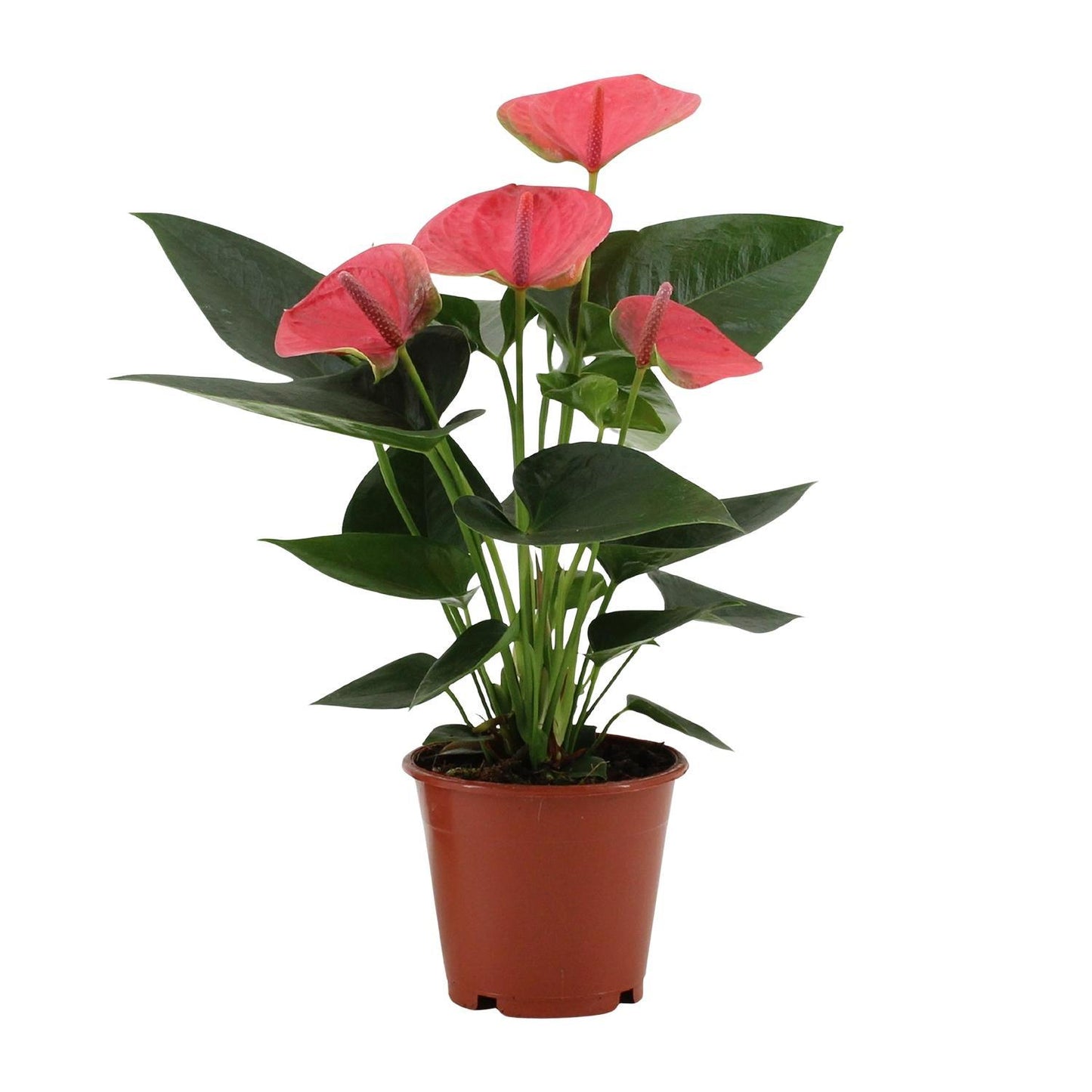 Anthurium Sweet Dream