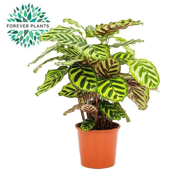 Calathea Makoyana