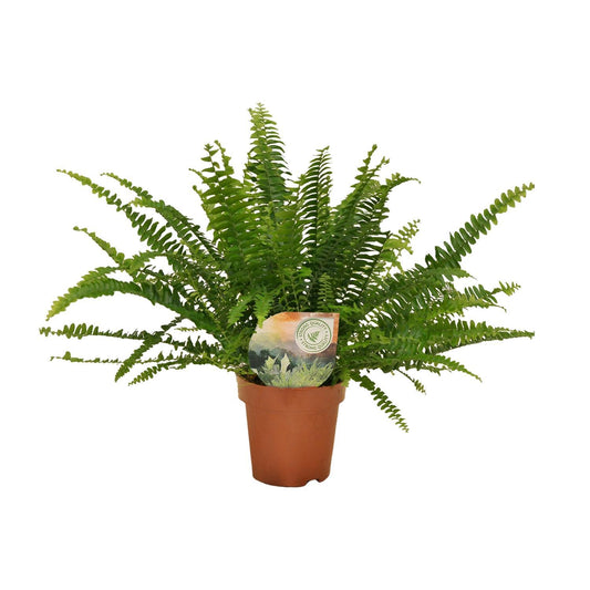 Nephrolepis Green Lady