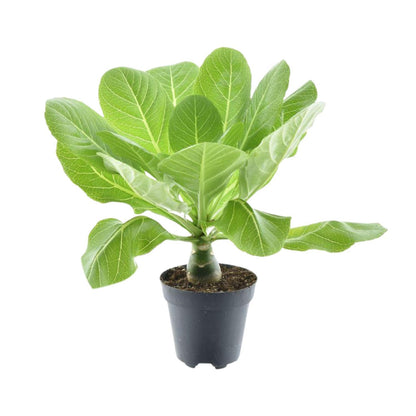 Brighamia Insignis - Hawaii Palme