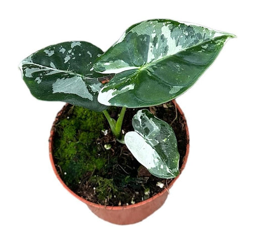 Alocasia Micholitziana Frydek Variegata