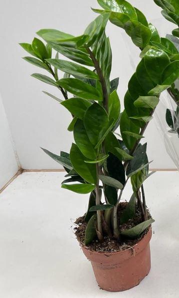 Zamioculcas