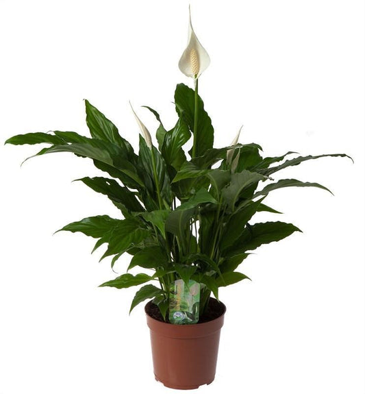 Spathiphyllum 'Sweet Chico'