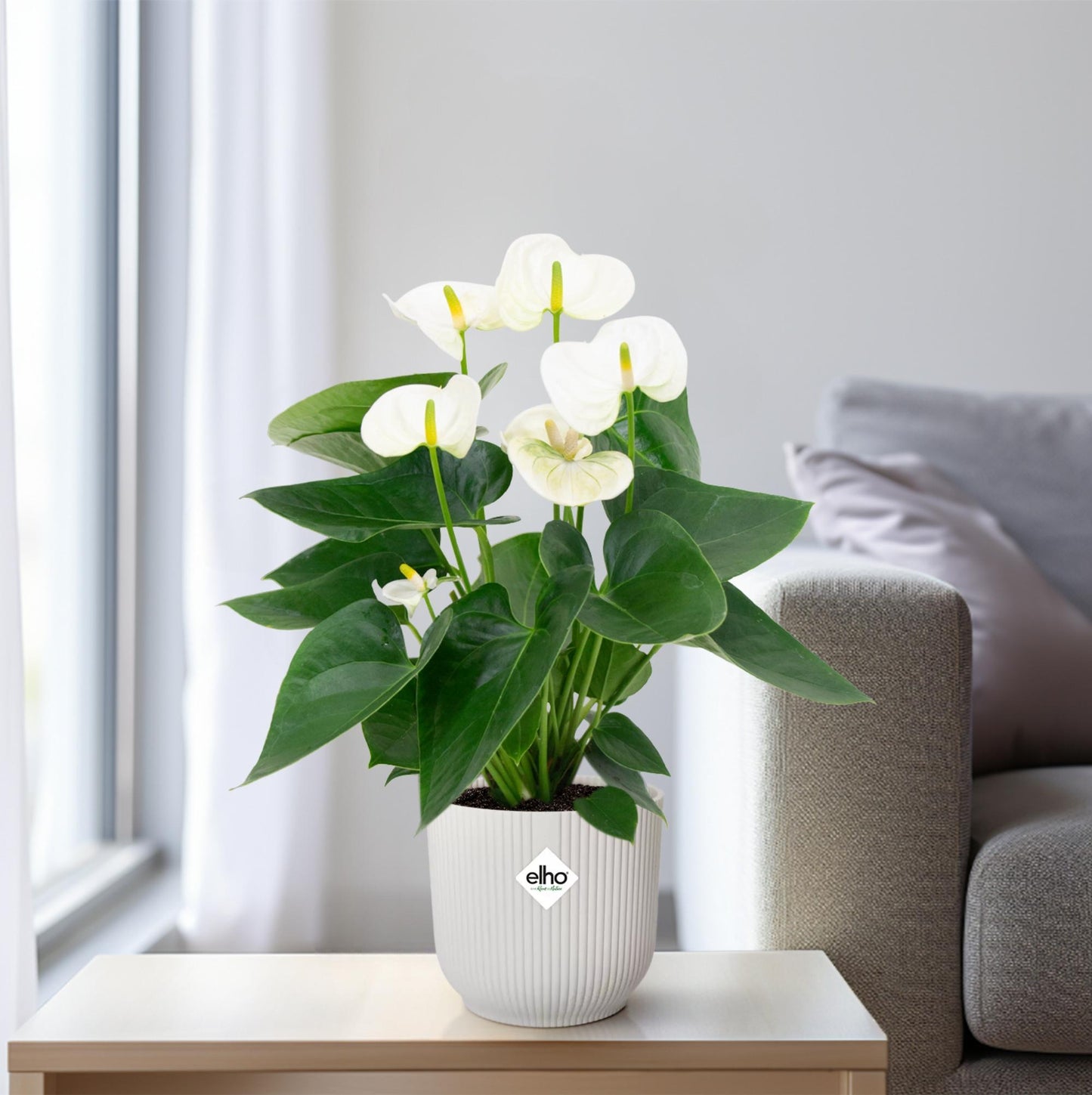 Anthurium White