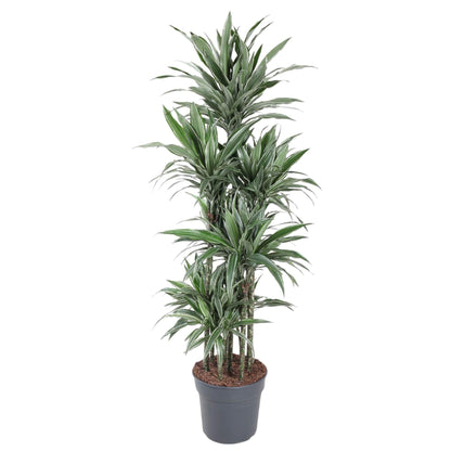 Dracaena Warneckei Carrousel