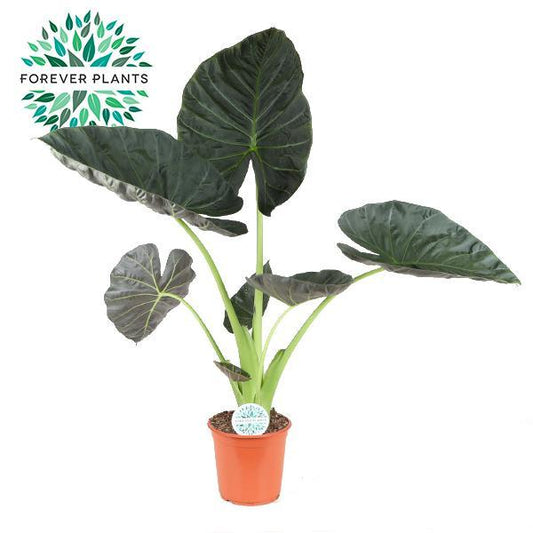 Alocasia Regal Shield