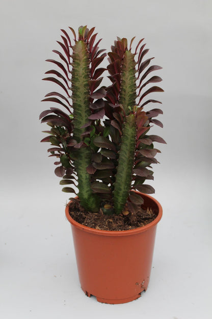 Euphorbia Trigona Rubra