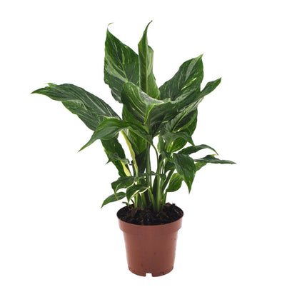 Spathiphyllum Diamond