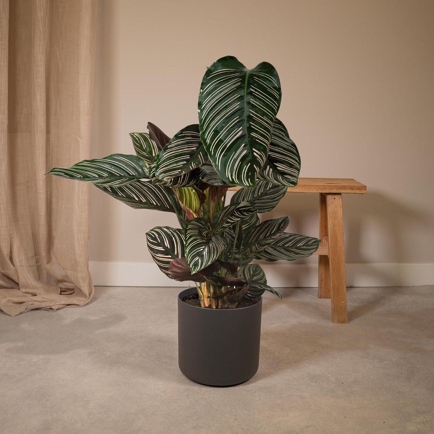 Calathea Ornata