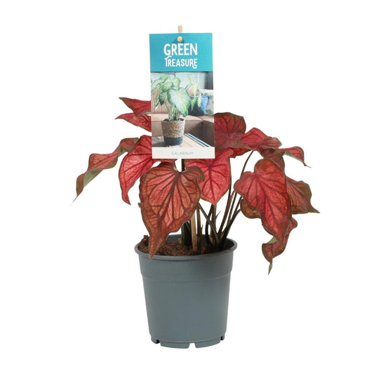 Caladium Rood