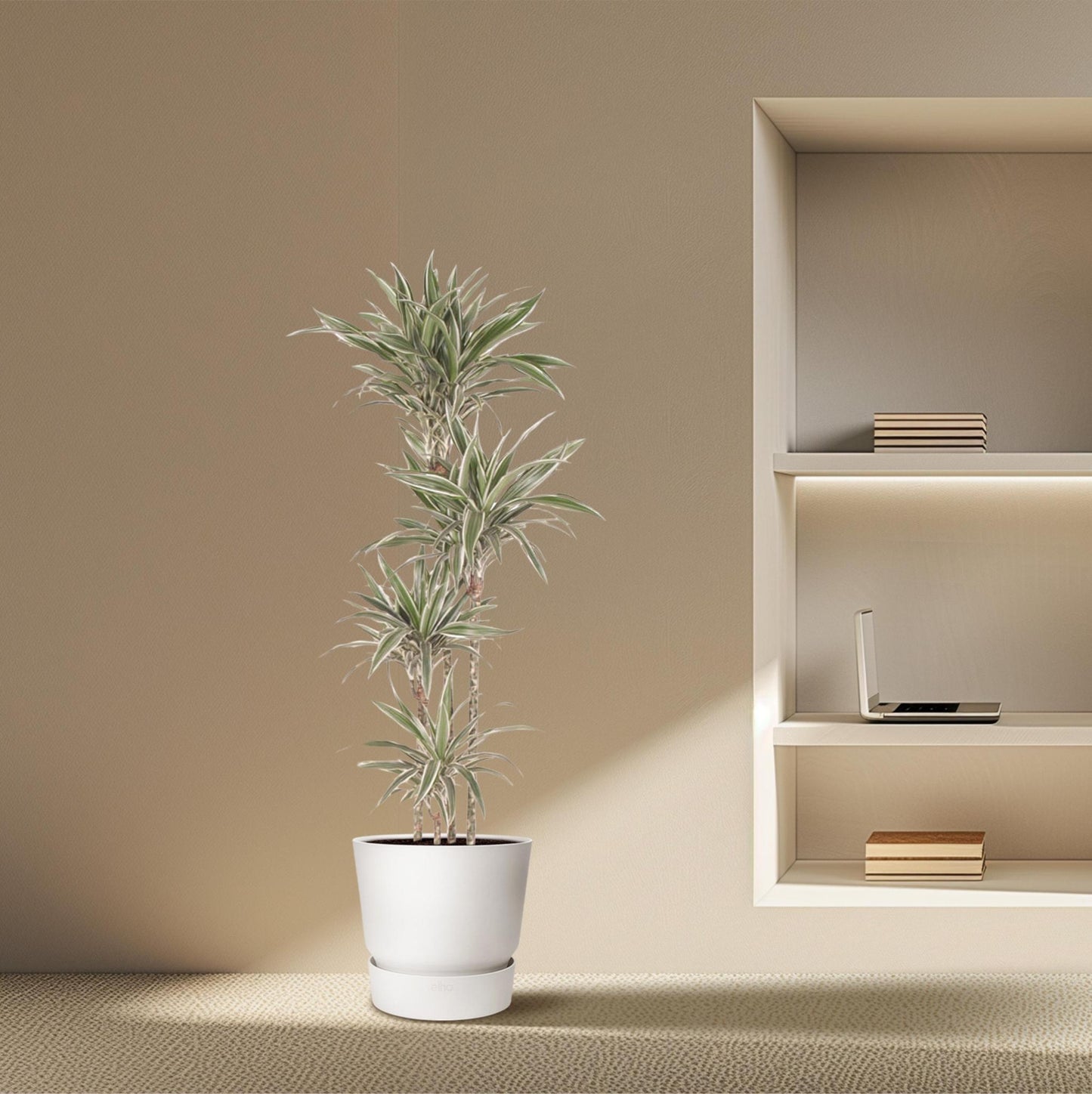 Dracaena White Stripe