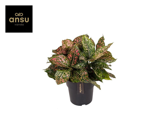 Aglaonema Pink Leopard