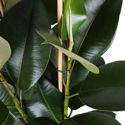 Ficus Elastica Robusta