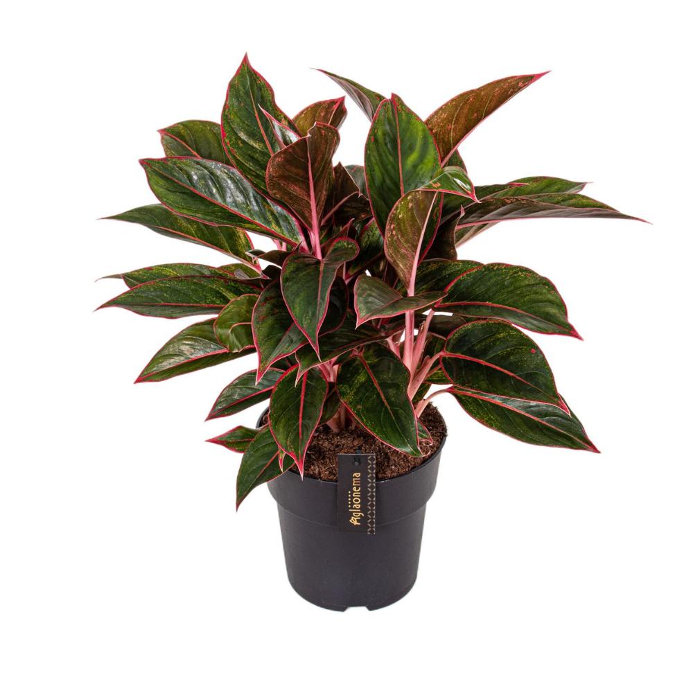 Aglaonema Crete