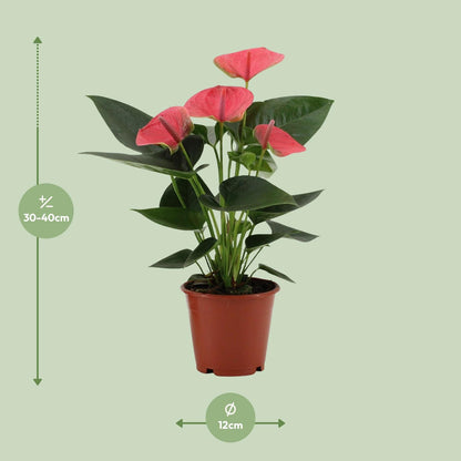 Anthurium Sweet Dream