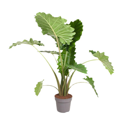 Alocasia Portodora