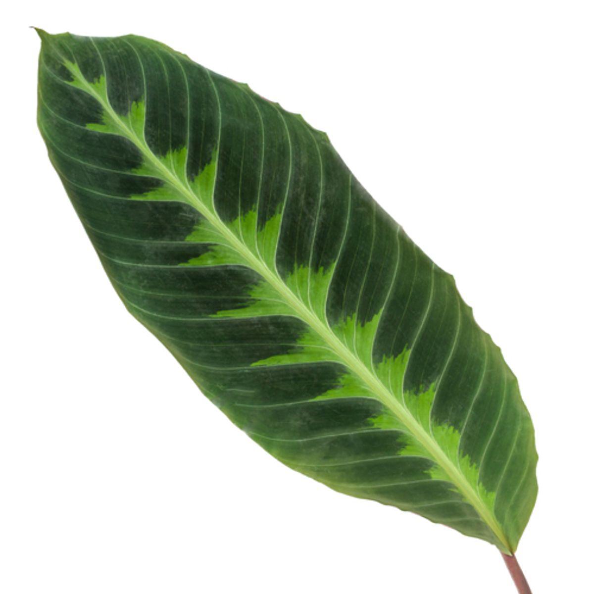 Calathea Warscewiczii