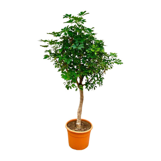 Schefflera am Stamm