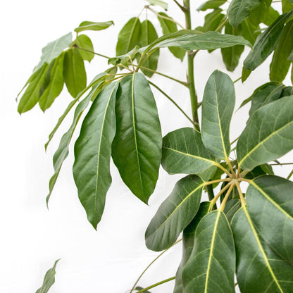 Schefflera Amate