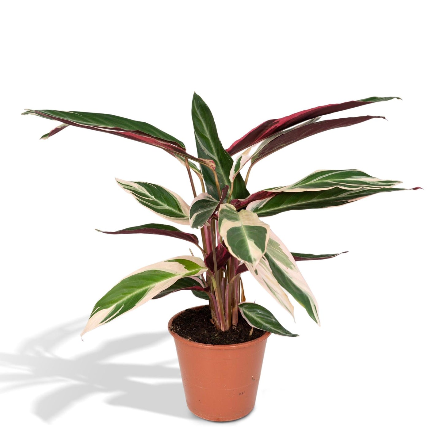 Calathea Triostar - Pauwenplant