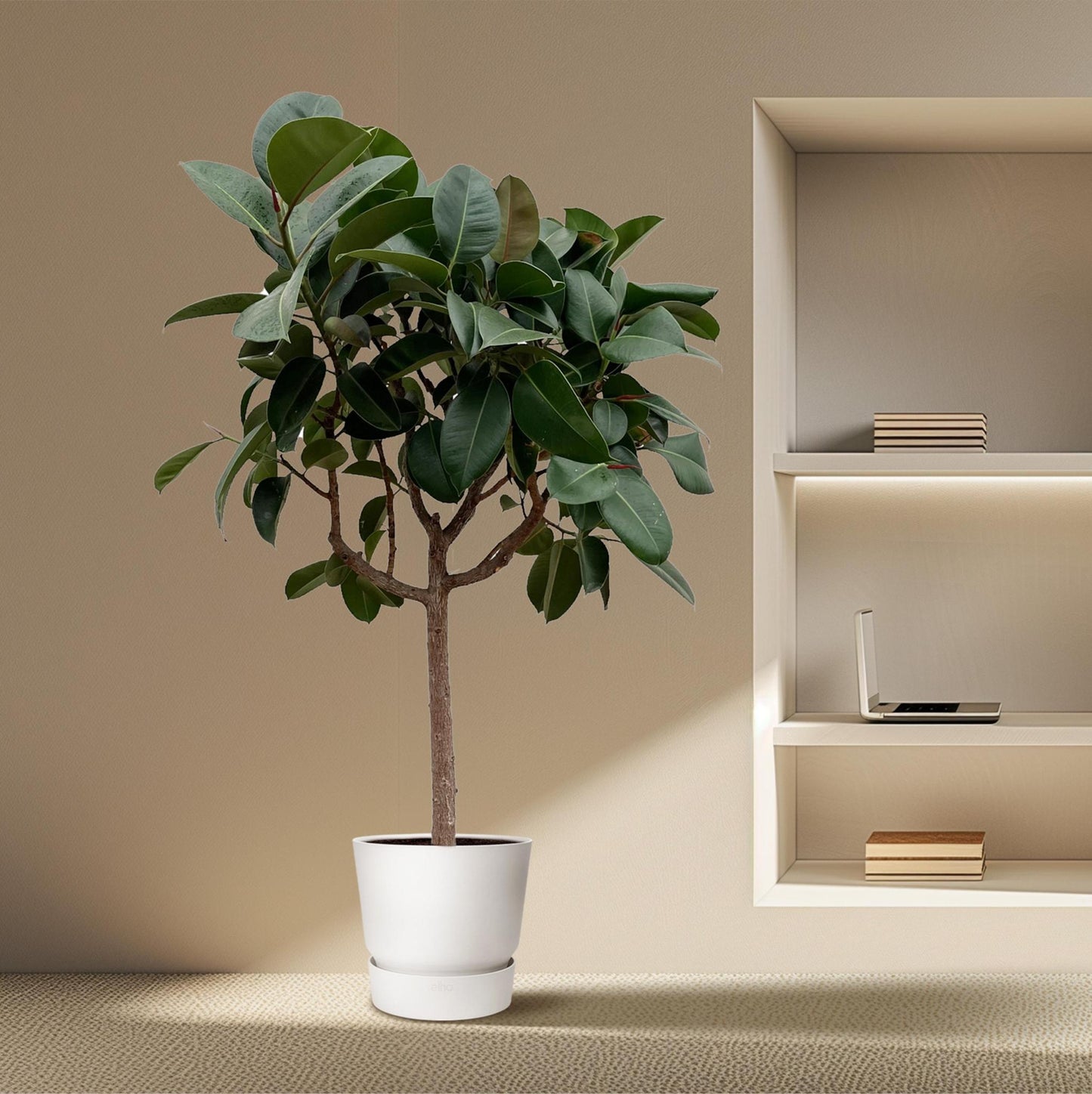 Ficus Elastica Robusta am Stiel