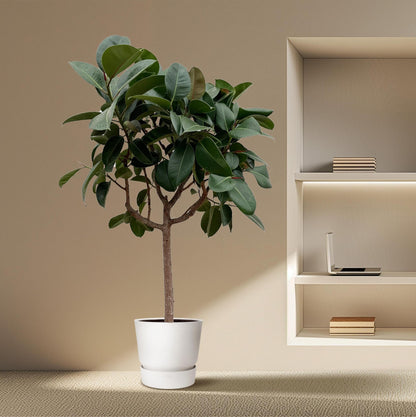 Ficus Elastica Robusta am Stiel