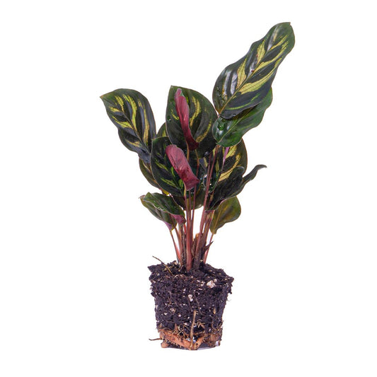 Calathea Makoyana - Terrarienpflanze