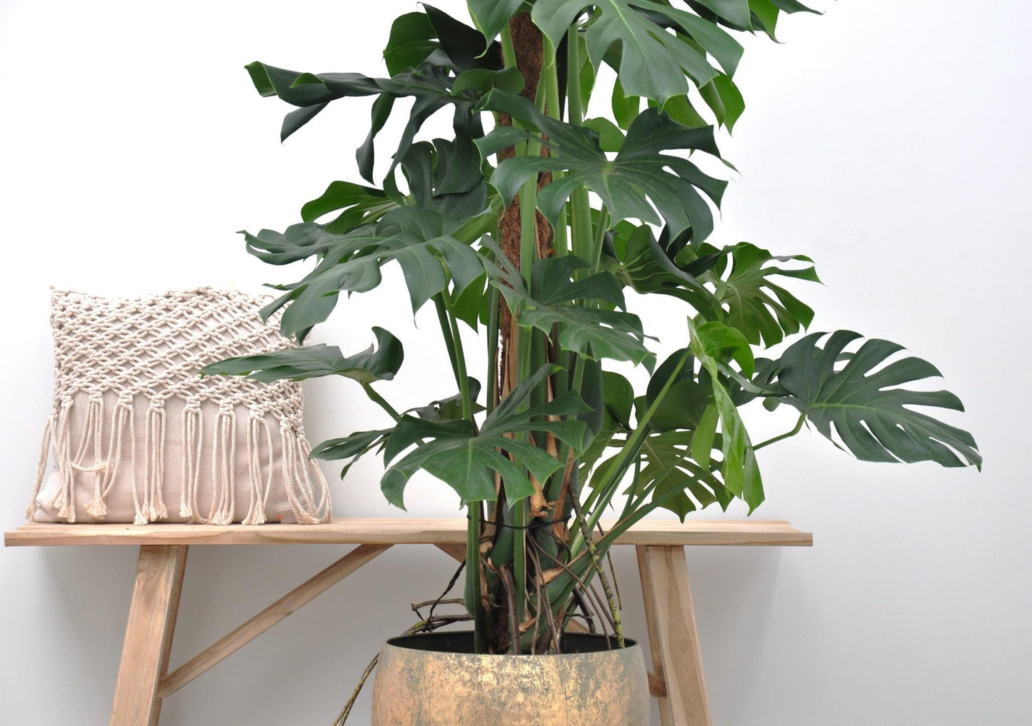 Monstera Deliciosa XXL