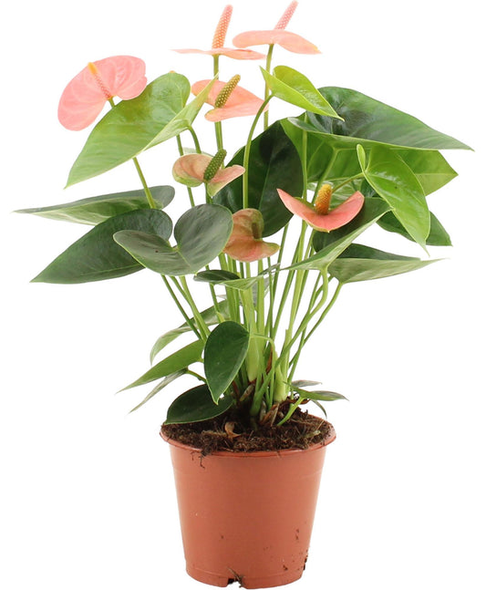 Anthurium Spirit