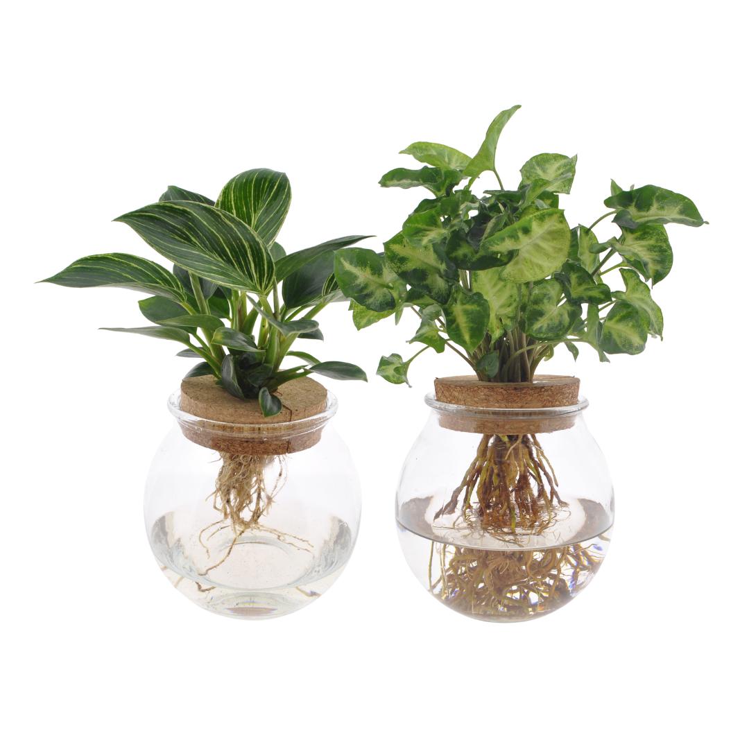 Bolglas Duo Syngonium Green/White Wave - 2 Stück