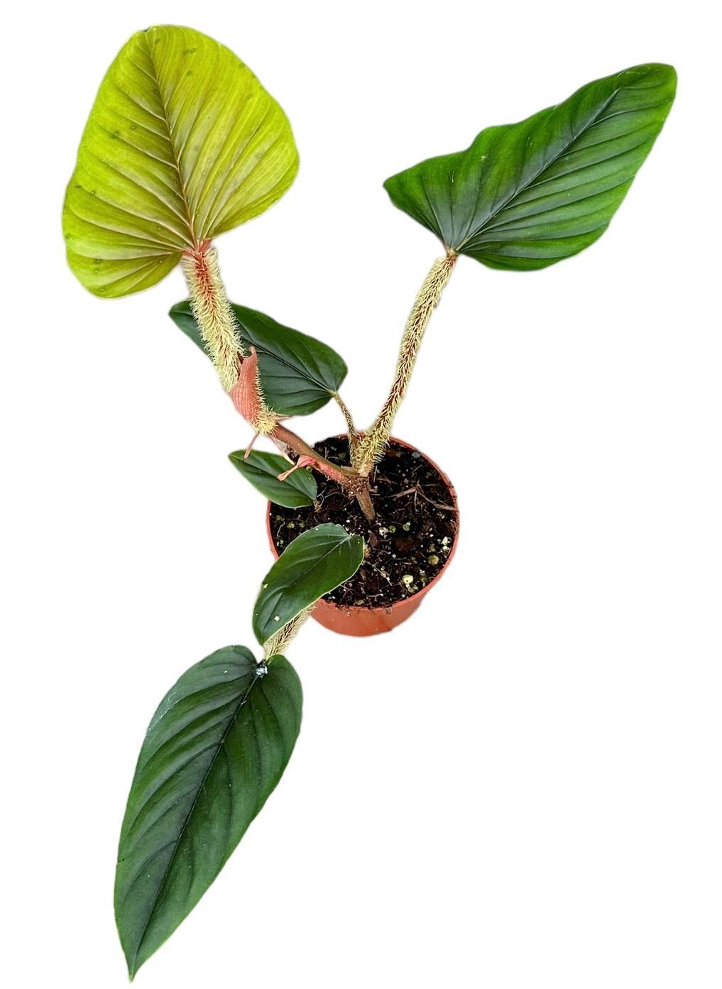 Philodendron Serpens