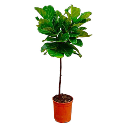 Ficus Lyrata-Stamm