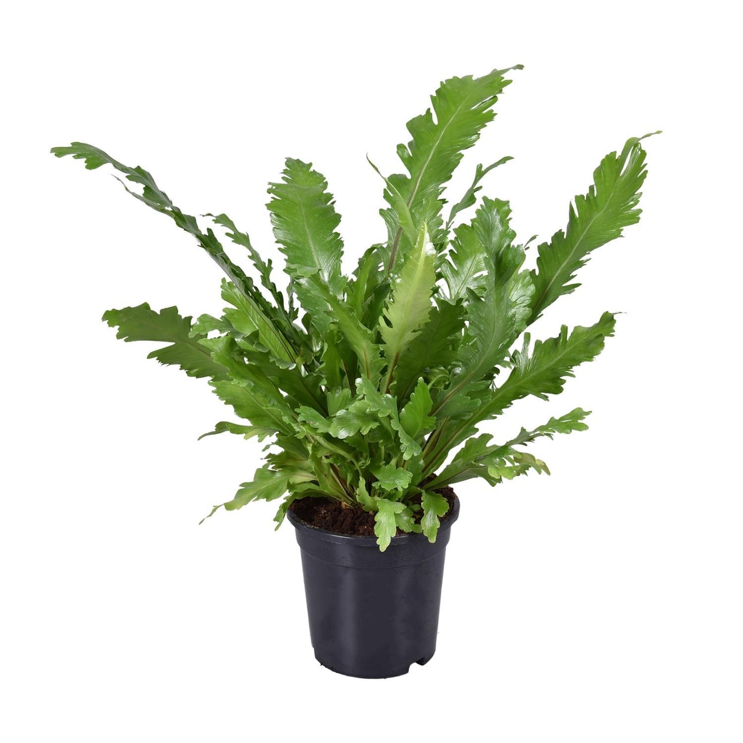 Asplenium Nidus